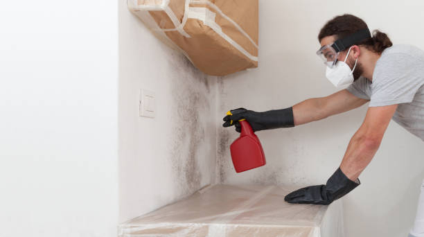 Professional Basement Mold Remediation technician working in Windsor, IL
