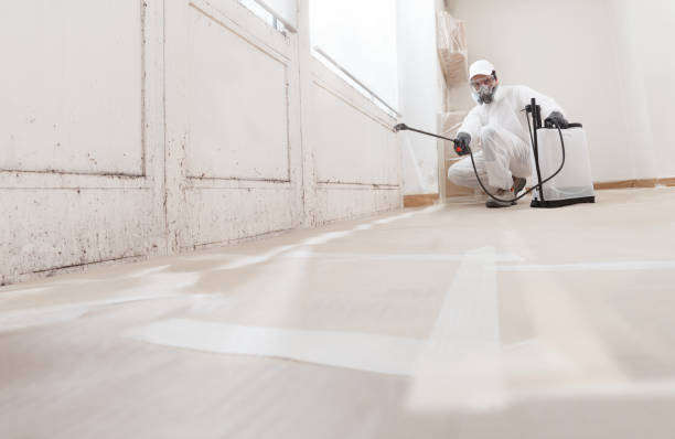 24/7 Emergency Basement Mold Remediation experts in Windsor, IL