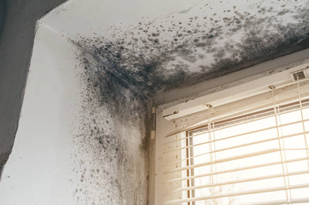 Affordable Basement Mold Remediation solutions in Windsor, IL